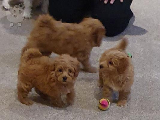 PoulaTo: κουτάβια poodle διαθέσιμα